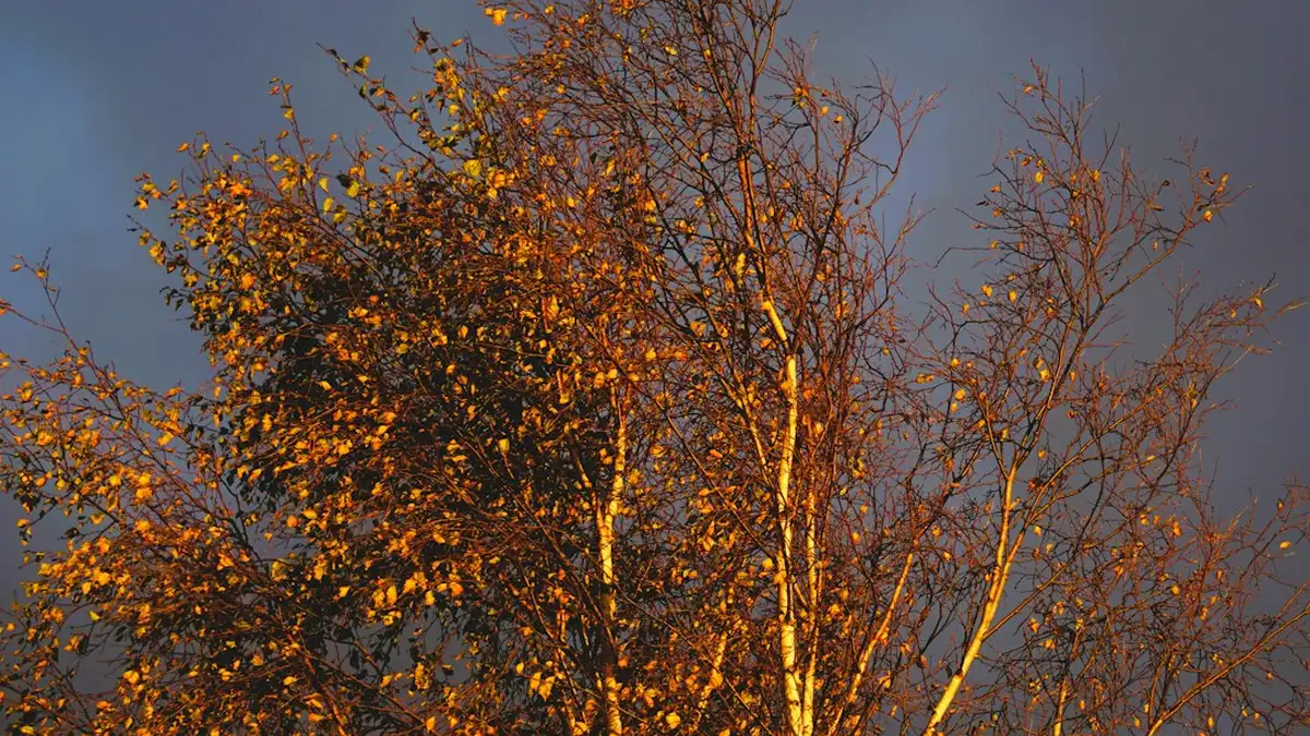 Arbre avec feuilles argentées : Feuillage argenté persistant