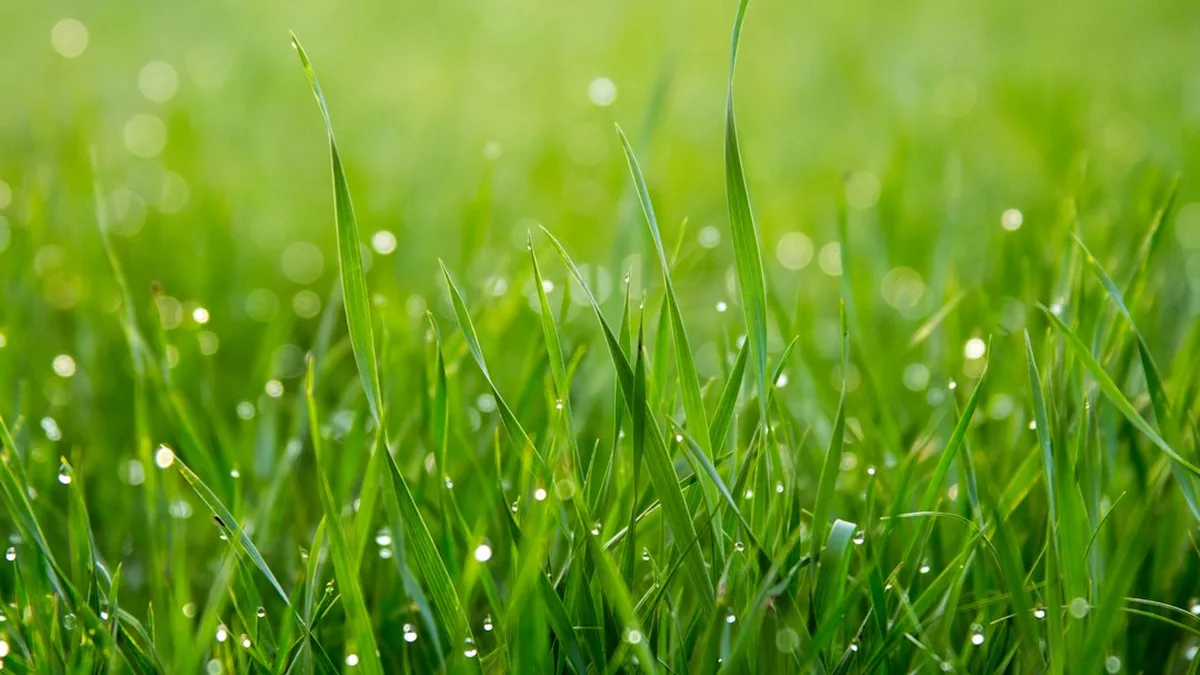 Comment avoir gazon vert : Scarificateur gazon