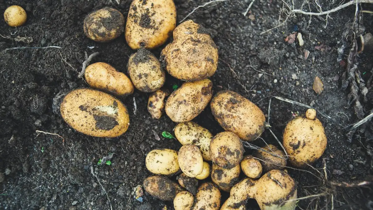 Comment planter les pommes de terre germées