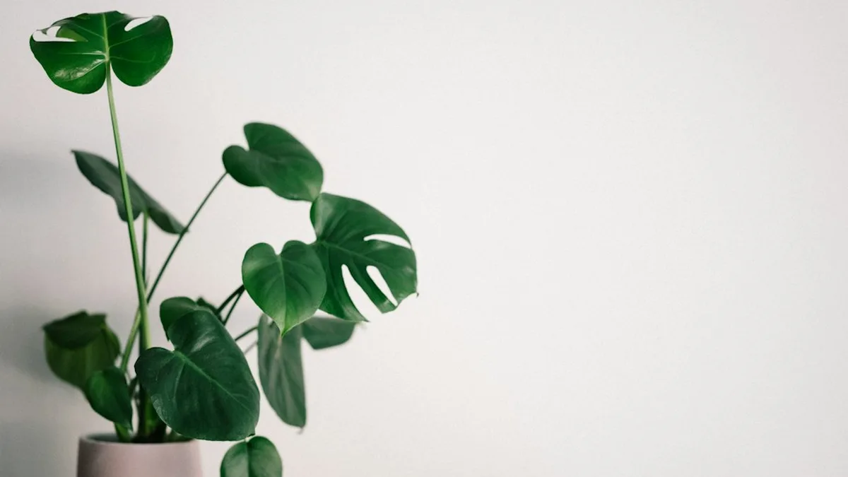 Plantes vertes d'intérieur photos et noms