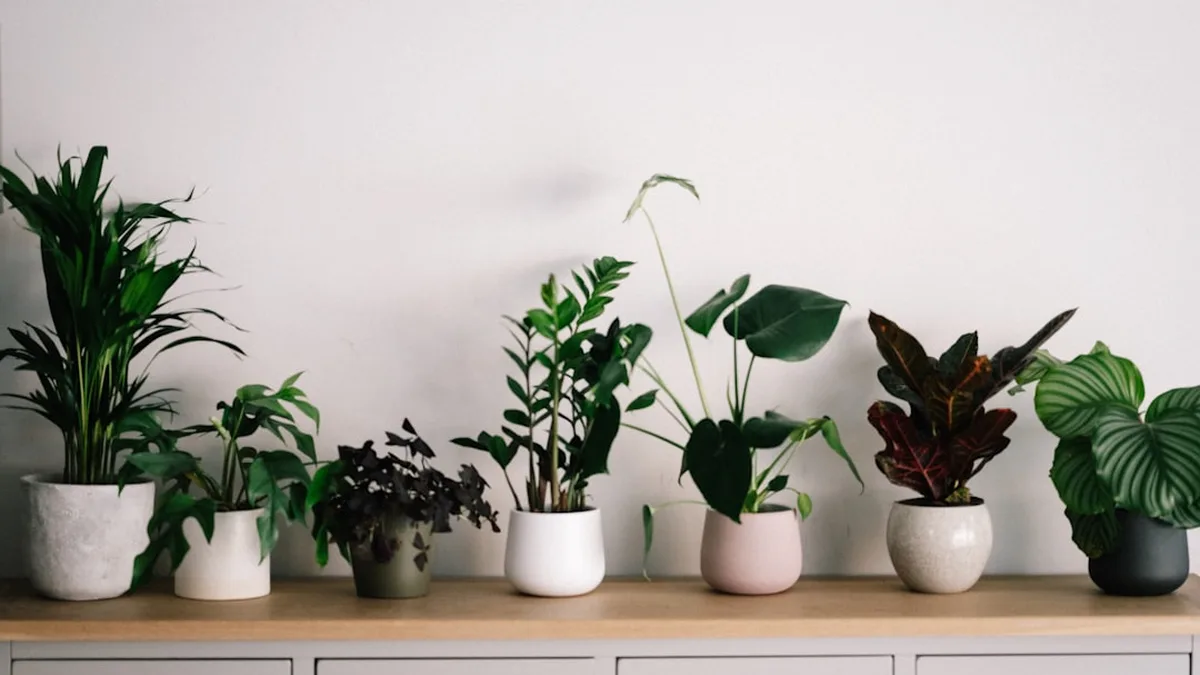 Décorer avec des plantes vertes : tout ce qu'il faut savoir