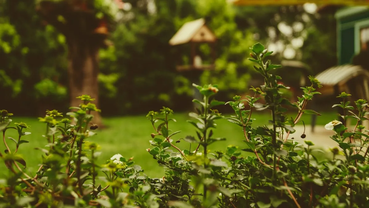 Quelles plantes aiment le marc de café, et lesquelles le fuient
